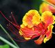 Caesalpinia pulcherrima - Цезальпиния красивейшая