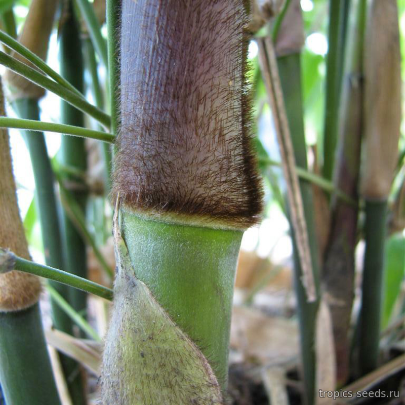 Бамбук (Dendrocalamus strictus)