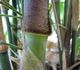 Dendrocalamus strictus - Бамбук прямой