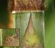 Dendrocalamus strictus - Бамбук прямой