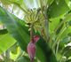 Musa acuminata - Банан заостренный