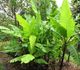 Musa acuminata - Банан заостренный