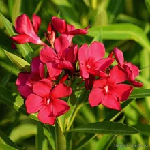 Олеандр HARDY RED (Nerium oleander), семена 5 шт.