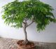 Tamarindus indica - Тамаринд индийский
