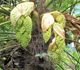 Trachycarpus fortunei - Трахикарпус Форчуна