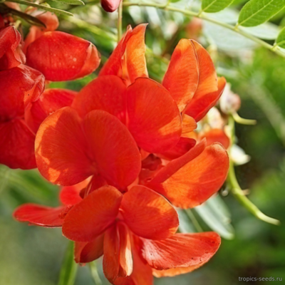 Сесбания Крупноцветковая (Sesbania grandiflora)