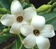 Fagraea berteriana - Фагрея ароматная