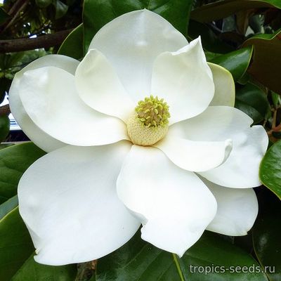 Magnolia Grandiflora - Магнолия крупноцветковая