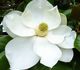 Magnolia Grandiflora - Магнолия крупноцветковая