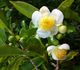 Camellia sinensis - Камелия китайская, Чайное дерево