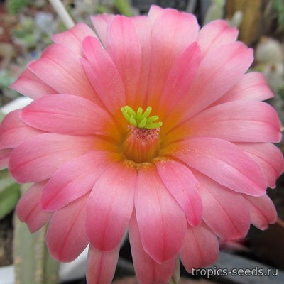 Echinocereus viereckii 
