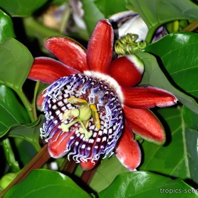 Passiflora alata - Пассифлора крылатая - купить семена на Tropics Seeds.