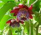 Passiflora alata - Пассифлора крылатая