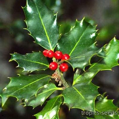 Ilex aquifolium - Падуб остролистный