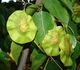 Pterocarpus indicum - Птерокарпус индийский