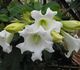 Beaumontia grandiflora - Бьюмонтия крупноцветковая