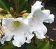 Beaumontia grandiflora - Бьюмонтия крупноцветковая