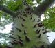 Ceiba pentandra - Сейба, Хлопковое дерево