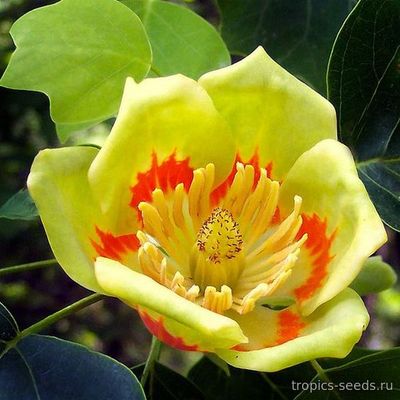 Liriodendron tulipifera - Лиpиодендpон Тюльпановый