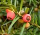 Taxus baccata - Тис ягодный