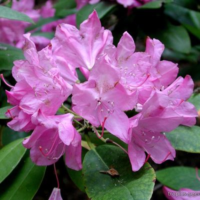 Rhododendron maximum - Рододендрон крупнейший