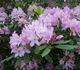 Rhododendron maximum - Рододендрон крупнейший