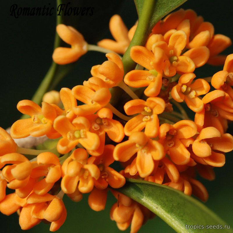 Османтус Душистый (Osmanthus fragrans): купить 2 семени с доставкой на ...