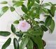 Tabebuia rosea - Табебуйя Розовая