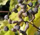 Hovenia dulcis - Говения, Конфетное дерево
