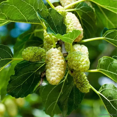 Шелковица Белая (Morus alba)