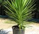 Yucca aloifolia - Юкка Алоэлистная