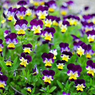 Viola tricolor - Виола трехцветная, Анютины глазки