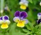 Viola tricolor - Виола трехцветная, Анютины глазки