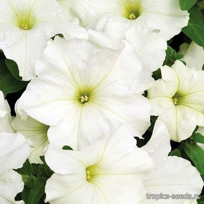 Petunia - Петуния кустовая Белая