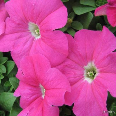 Petunia - Петуния кустовая Розовая