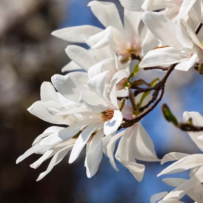 Magnolia kobus - Магнолия Кобус