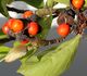 Magnolia kobus - Магнолия Кобус