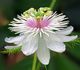 Passiflora foetida - Пассифлора изменчивая