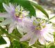 Passiflora foetida - Пассифлора изменчивая