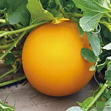 Дыня КОЛХОЗНИЦА (Cucumis melo), семена 10 шт.