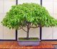 Cinnamomum camphora - Камфорное дерево