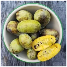 Азимина (Банановое дерево), Asimina triloba, семена 2 шт.