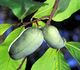Asimina triloba - Азимина трёхлопастная (Банановое дерево)