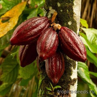 Theobroma cacao - Какао