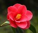 Camellia japonica, Камелия японская (красный MIX)