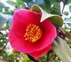 Camellia japonica, Камелия японская (красный MIX)