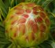 Protea scolymocephala - Протея чертополоховая