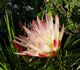 Protea repens - Протея ползучая