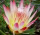 Protea repens - Протея ползучая