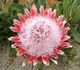 Protea magnifica - Протея благородная